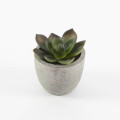 CAMAS - Artificial Succulent Plant in Pulp Pot