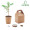 GROWTREE™ Pine tree set