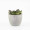 CAMAS - Artificial Succulent Plant in Pulp Pot